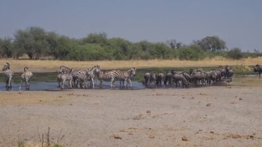 Zebralar ve antiloplar Botsvana 'daki Okavango Deltası' nda bir göletin etrafında.