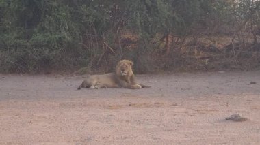 Yalnız Aslan Botswana 'da Okavango Delta' da yatıyor.