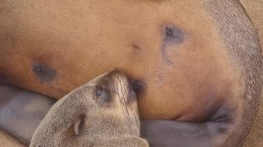 Namibya 'daki Cape Cross Fok Koruma Alanı' nda yavru fok besleniyor.