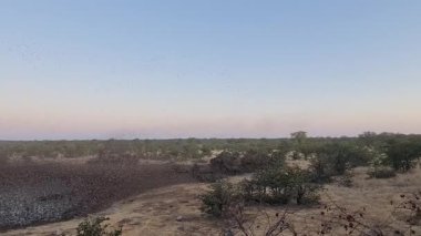 Etosha Ulusal Parkı Namibya 'daki Massive kuş sürüsünden Pan