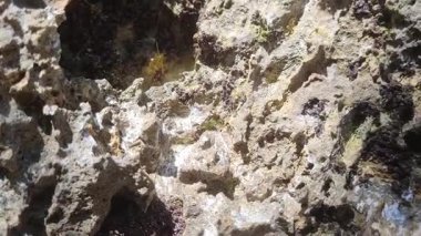 Tanzanya 'da bir kayanın üzerindeki kertenkele.