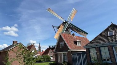 Frizya atları Friesland 'da Hollanda' da