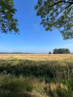 Hollanda 'da Uffelte çevresindeki doğa manzarası