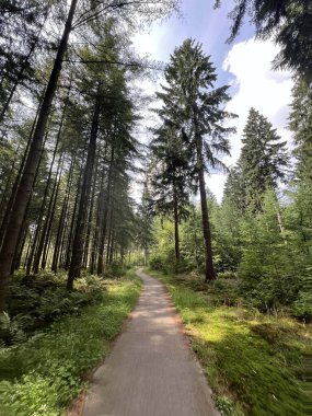 Hollanda, Drenthe 'deki Hooghalen çevresindeki ormanda bisiklet sürmek