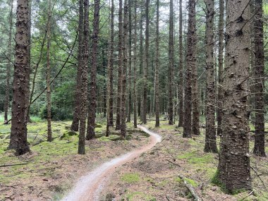 Hollanda Drenthe 'de Noord-Sleen' in MTB kaydı