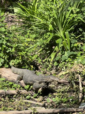 Bangkok, Tayland 'daki su kertenkelesi.
