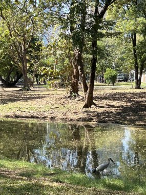 Bangkok, Tayland 'daki Lumphini Park' ta Asya Açılış Tasarısı