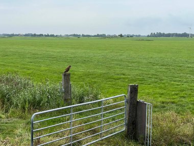 Hollanda, Friesland 'da bir çitte şahin.