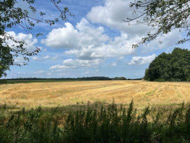 Hollanda, Friesland 'daki Sondel çevresindeki orman.