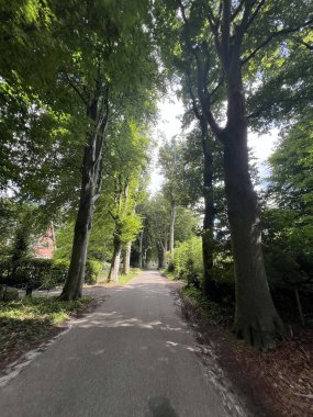 Friesland, Hollanda 'daki Oudemirdum çevresindeki ormandan geçen yol.