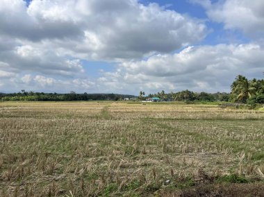 Tayland 'da Ban Sai Mun çevresindeki tarım arazileri.