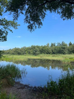 Hollanda, Friesland, Sint Nicolaasga 'daki Lake and Forest.