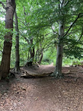 Hollanda 'nın Drenthe bölgesindeki Wezuperbrug Ormanı