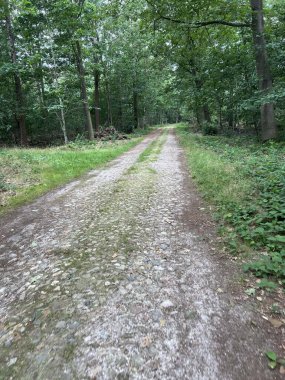 Hollanda Drenthe 'deki De Kiel çevresindeki taş yol.