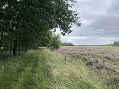Hollanda 'nın Drenthe Ormanı etrafındaki Orman