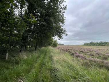 Hollanda 'nın Drenthe Ormanı etrafındaki Orman