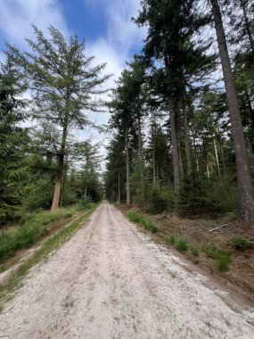 Hollanda 'nın Drenthe bölgesindeki Grolloo Ormanı