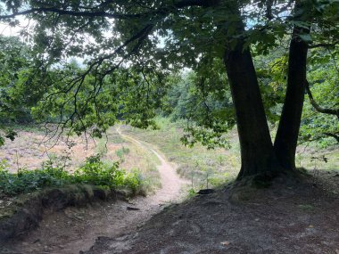 Hollanda Drenthe 'de Buinen çevresinde MTB hattı