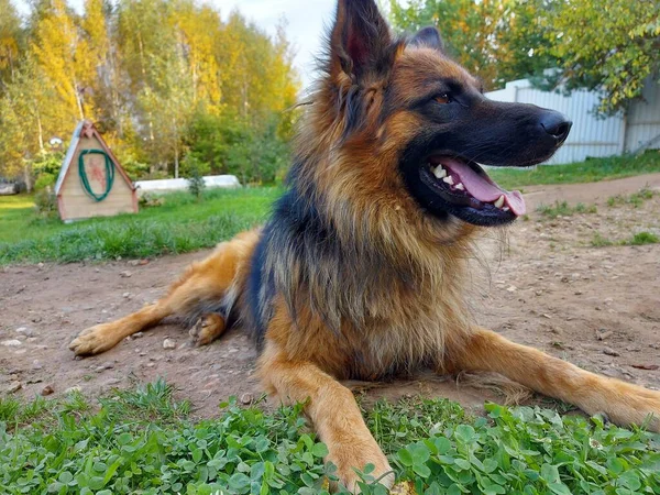 Cão pastor alemão de raça pura em pleno crescimento. — Fotografia de Stock