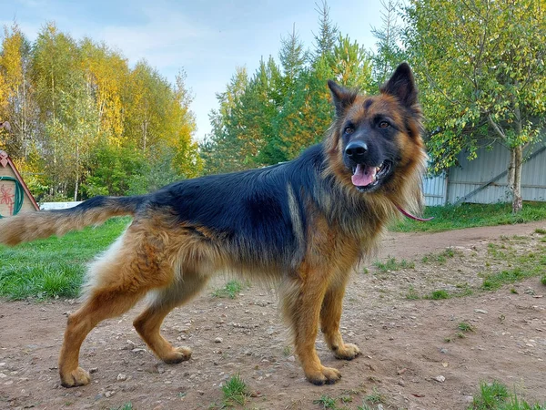 完全に成長した純血種ドイツの羊飼いの犬. — ストック写真