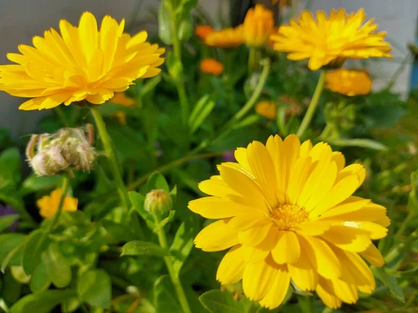 Flores amarillas de primer plano en medio de la hierba verde. — Foto de Stock