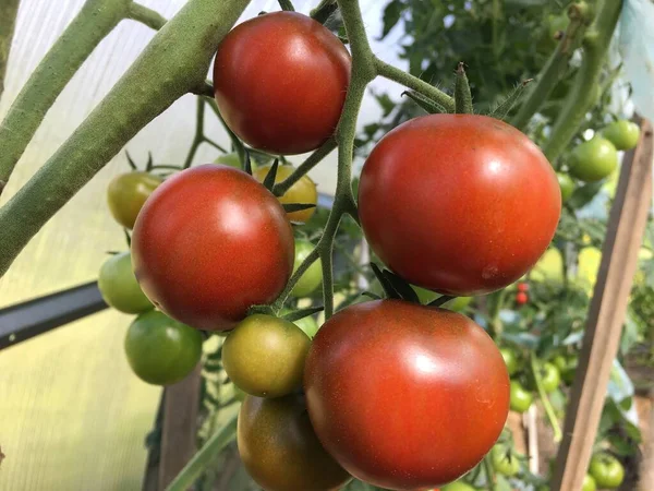 Большие помидоры висят на ветке в оранжерее. Стоковое Изображение