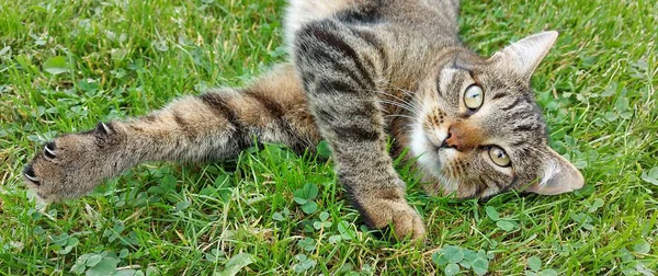 Çimenlerde yatan tekir bir kedi