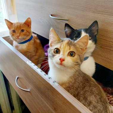 Masada oturan bir kedi.