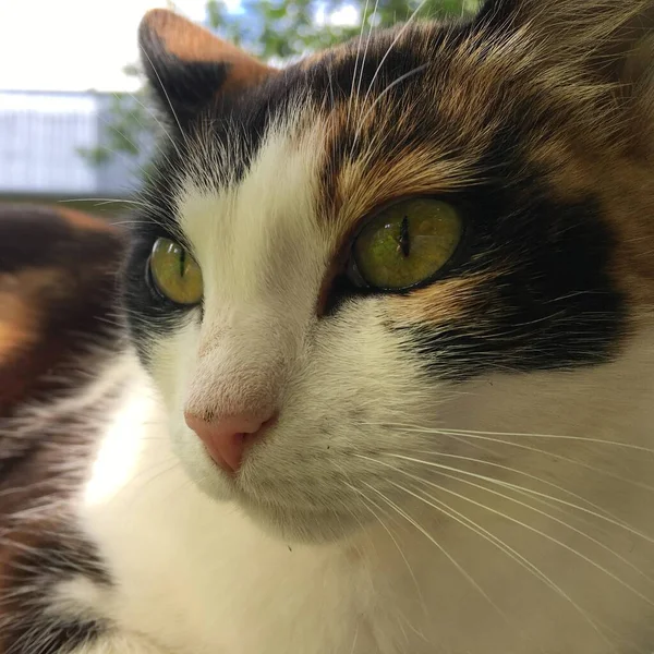 A close up of a cat — Stock Photo, Image