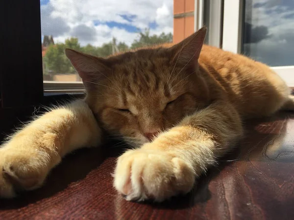 Die rothaarige Katze schläft auf der Fensterbank — Stockfoto