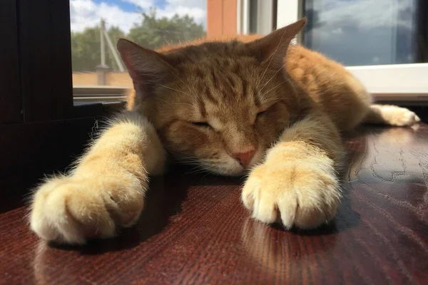 Η κοκκινομάλλα γάτα κοιμάται στο περβάζι. — Φωτογραφία Αρχείου