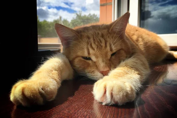 Die rothaarige Katze schläft auf der Fensterbank — Stockfoto