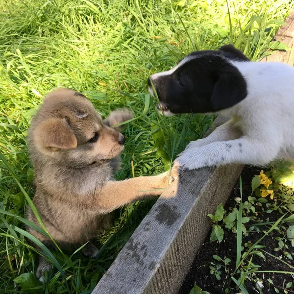 Два щенка играют между собой в природе. трава — стоковое фото