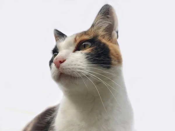 3 각형의 고양이 사진을 가까이 서 본 모습 — 스톡 사진