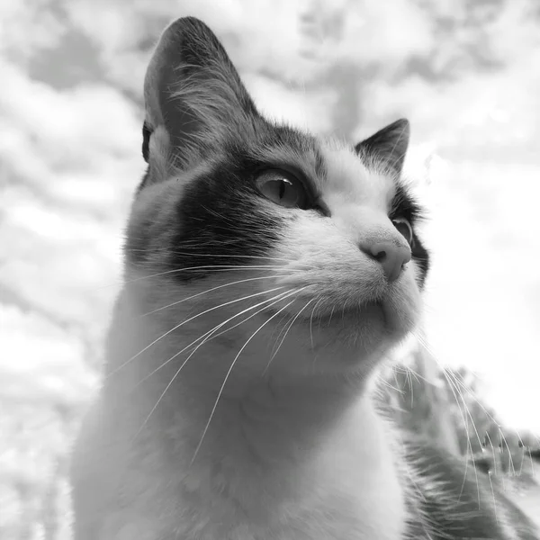 Retrato preto e branco vista inferior de um gato de perto — Fotografia de Stock