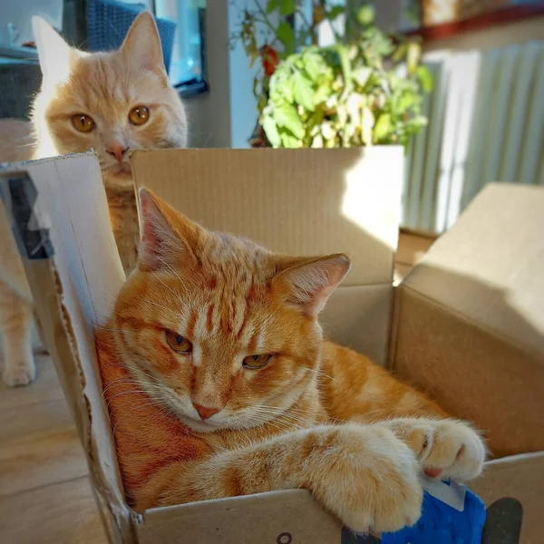 Dos gatos y una caja de cartón — Foto de Stock