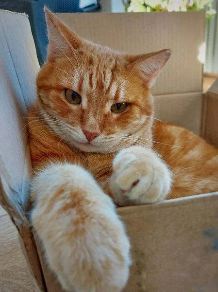 Um gato adulto ginger tabby senta-se em uma caixa de papelão — Fotografia de Stock