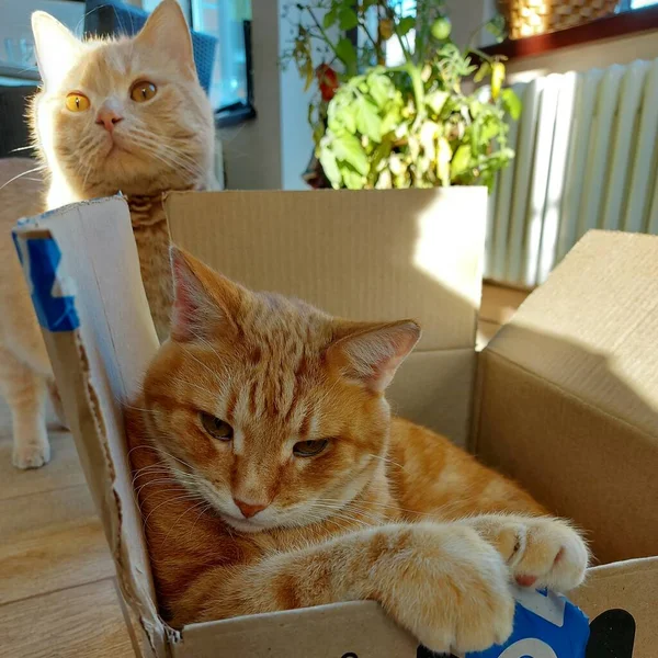 İki kedi ve bir karton kutu.