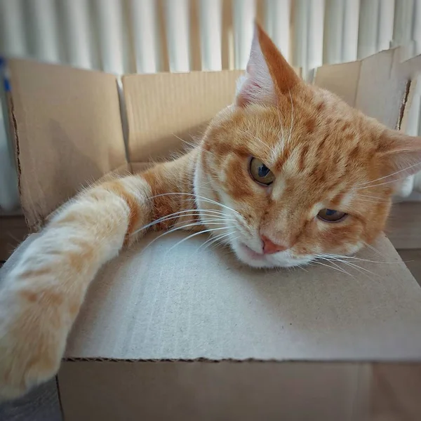 Zencefilli, tekir bir kedi karton bir kutuda oturur.