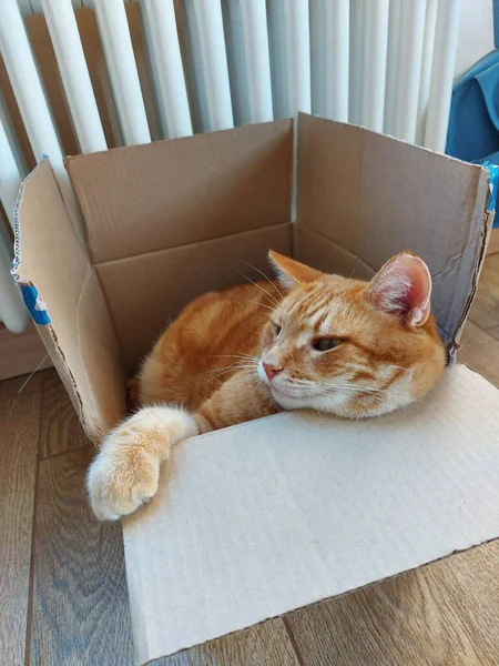 Um gato adulto ginger tabby senta-se em uma caixa de papelão — Fotografia de Stock