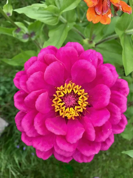 Циннийский цветок крупным планом. Фон для экрана смартфона — стоковое фото
