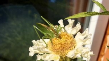 Yeşil çekirge beyaz bir çiçeğin üzerinde duruyor. 