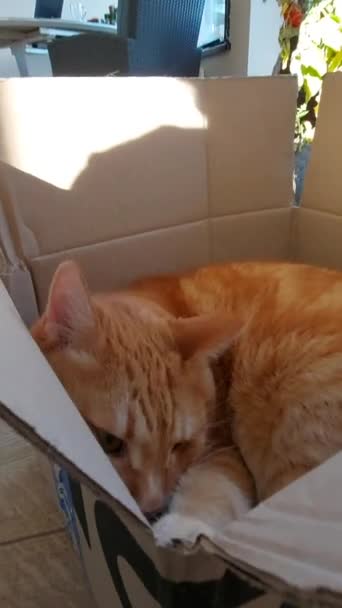 Rudy tabby dorosły kot siedzi w kartonowym pudełku — Wideo stockowe