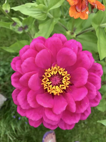 Циннийский цветок крупным планом. Фон для экрана смартфона — стоковое фото