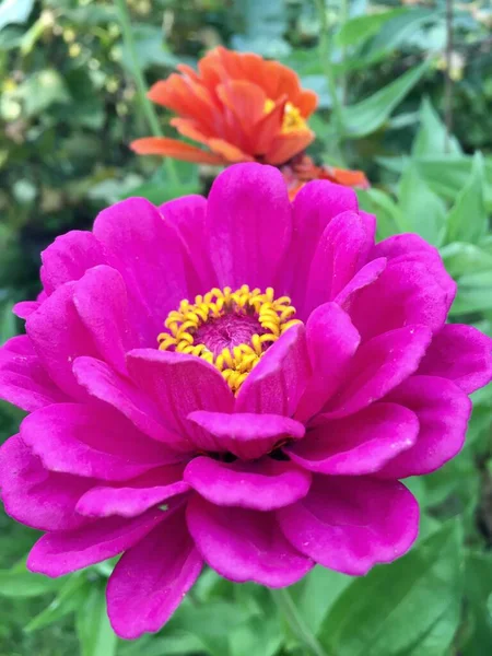 Jardim zinnia flor close-up. Fundo para tela do smartphone — Fotografia de Stock