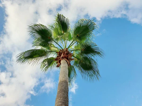 背の高いヤシの木が空を背景に立ち上がる様子 — ストック写真