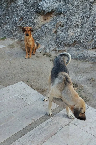 Två hemlösa hungriga hundar i Turkiet. — Stockfoto