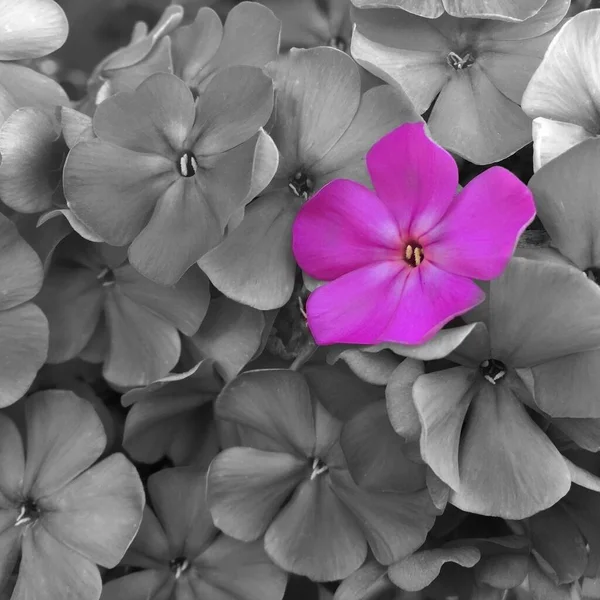 Wśród wielu monochromatycznych szarości, jest jeden różowy — Zdjęcie stockowe