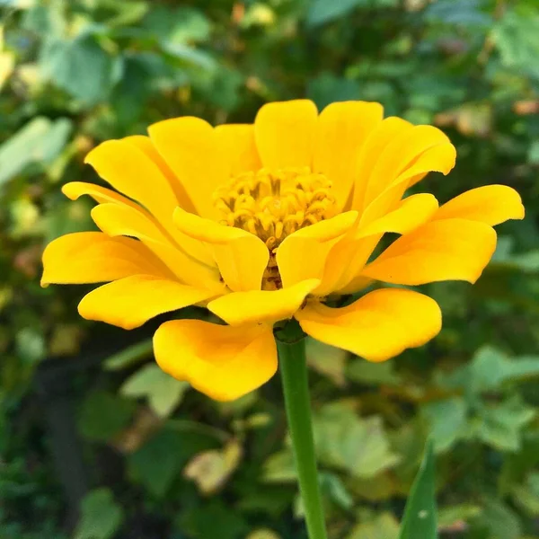 Flor de zinnia amarilla sobre un fondo de hierba. — Foto de Stock