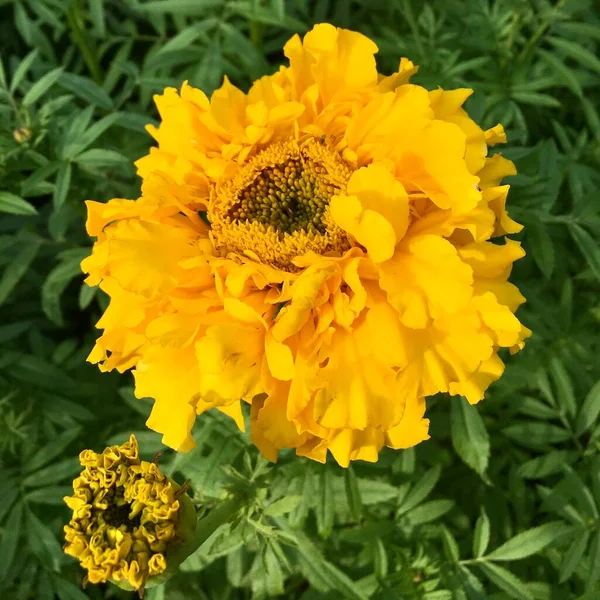 Желтый цветок на фоне травы. — стоковое фото
